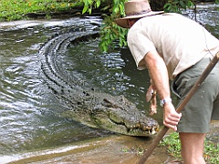 CairnsTC197 Cairns Tropical Zoo